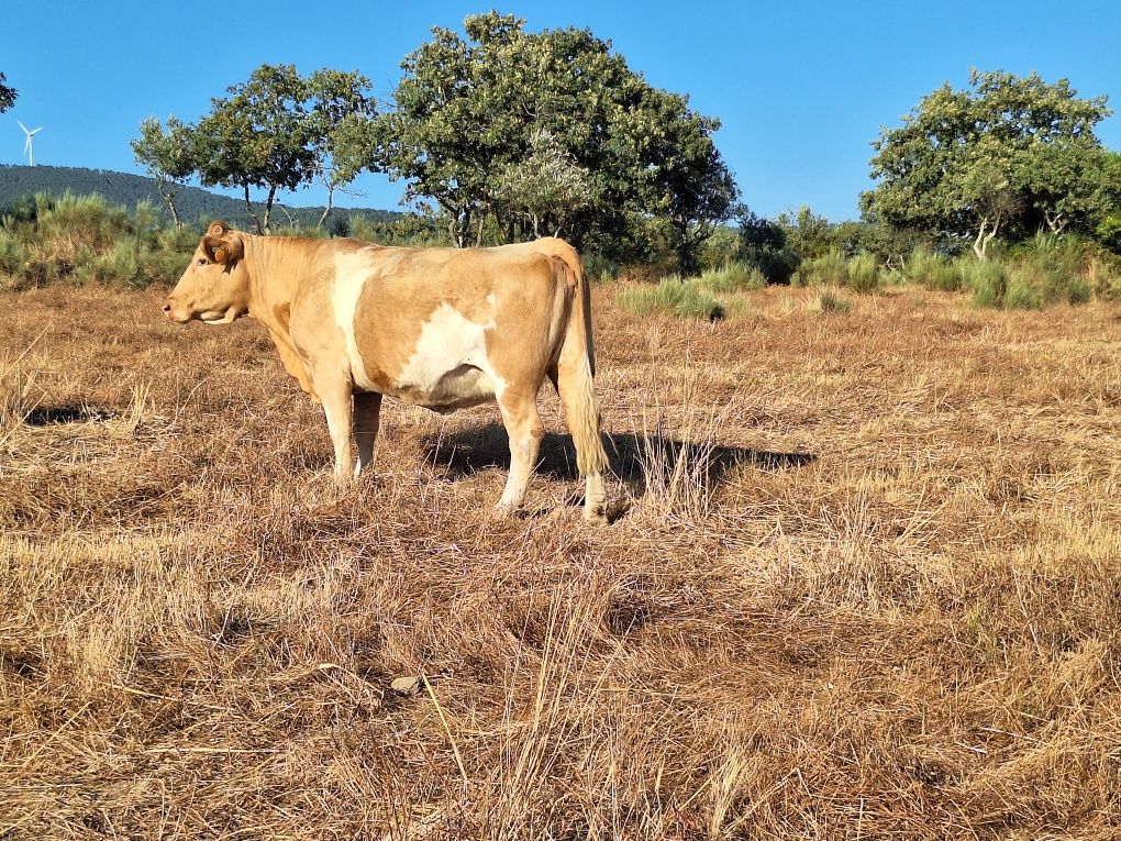 Vacas cordas charoles