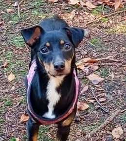 Elizka  4 kg,  urocza, filigranowa pinczereczka do adopcji