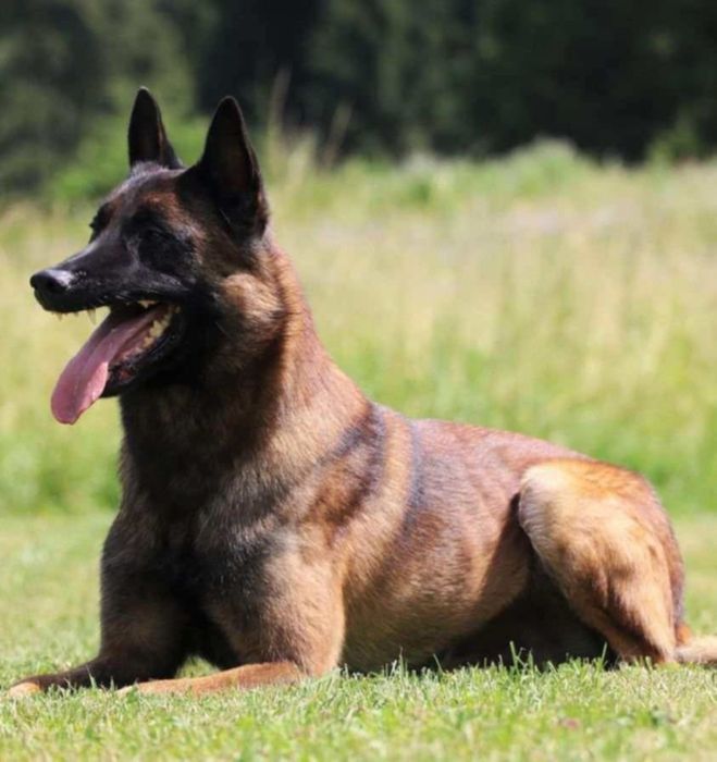 Owczarek belgijski Malinois