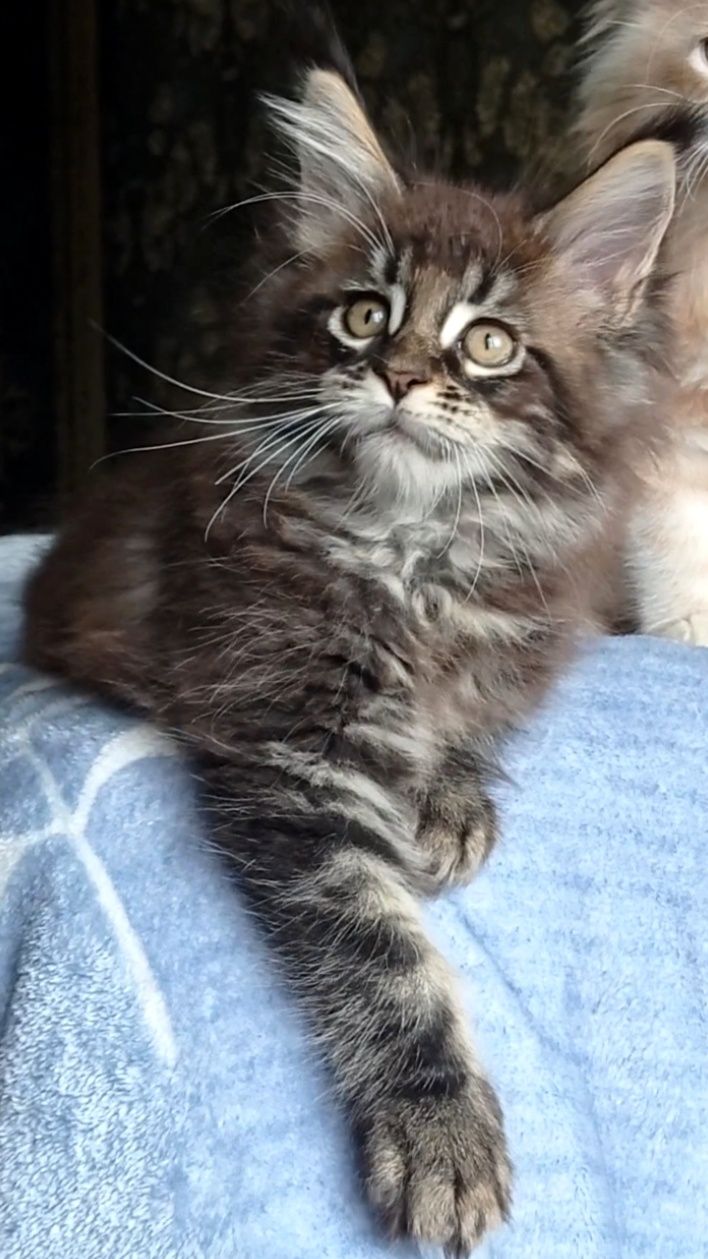 Кошенята.   Мейнкун