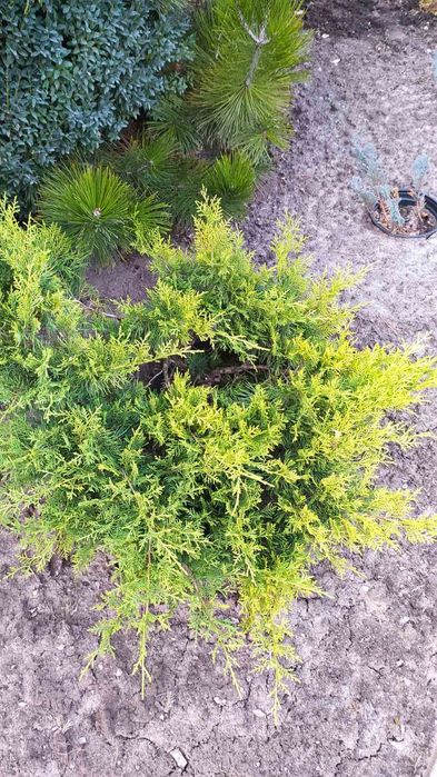 Продам можжевеик Blue Arrow, Олд Голд,Тисы,Туи Нана. Стриженные,,ух