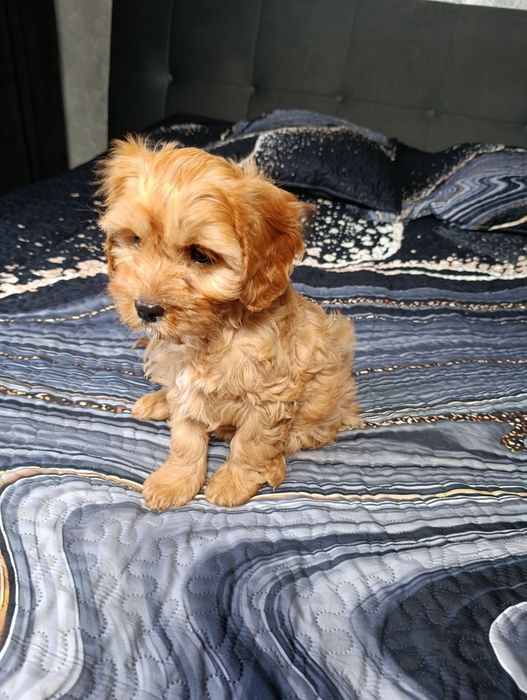 Cavapoo Piesek Cavalier+Pudel