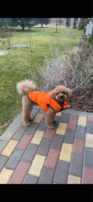 Вʼязка той пудель