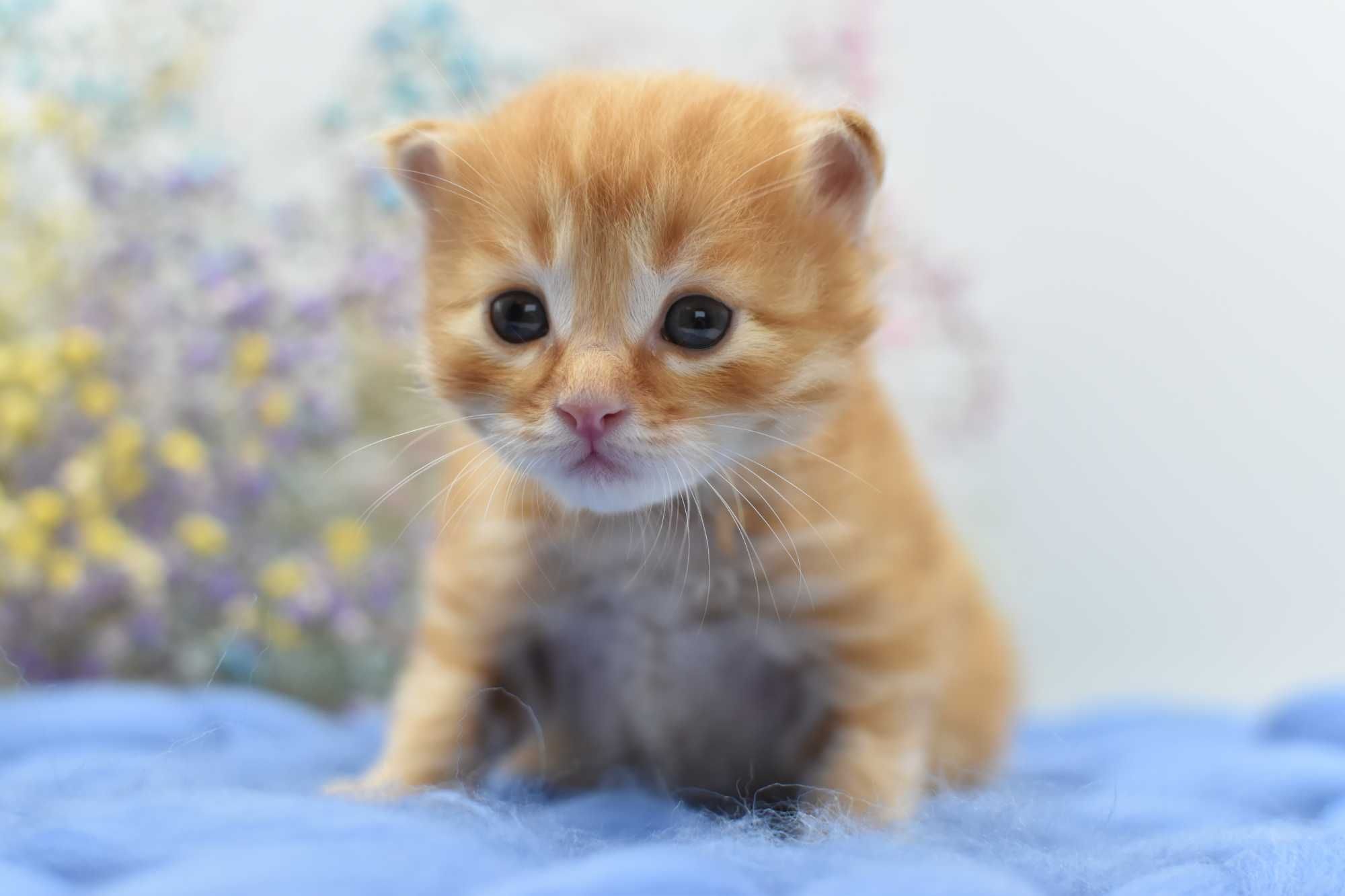 Kurylski Bobtail- Kocięta Rodowód FIFE/ FPL Hodowla Dynastia Kuryla*PL