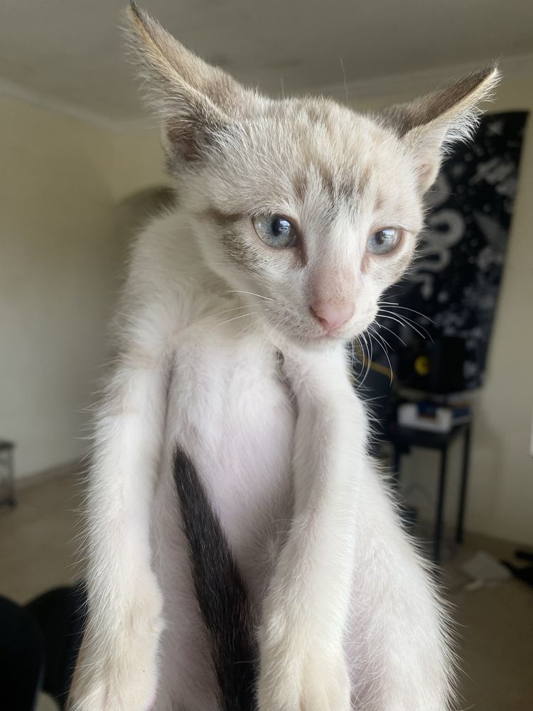 Gatinho macho com 3 meses
