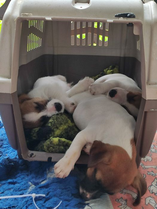 Перетримка собак