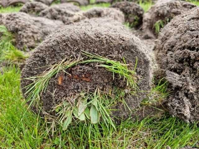 Wypożyczalnia Sprzętu Ogrodniczego Wycinarka do Darni Napęd4x4 WYNAJEM