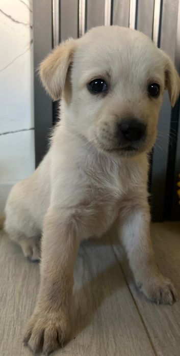 Лабрадор щеночки 1,5 месяца