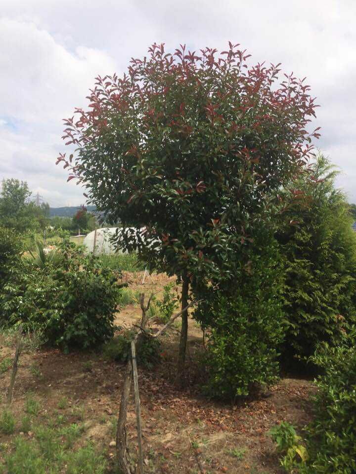 Serviços de Jardinagem – Vila Nova de Gaia e arredores