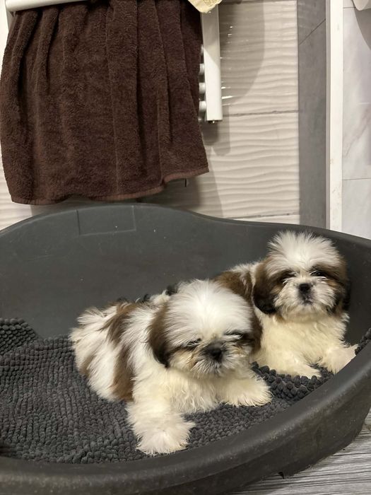 Shih tzu z rodowodem