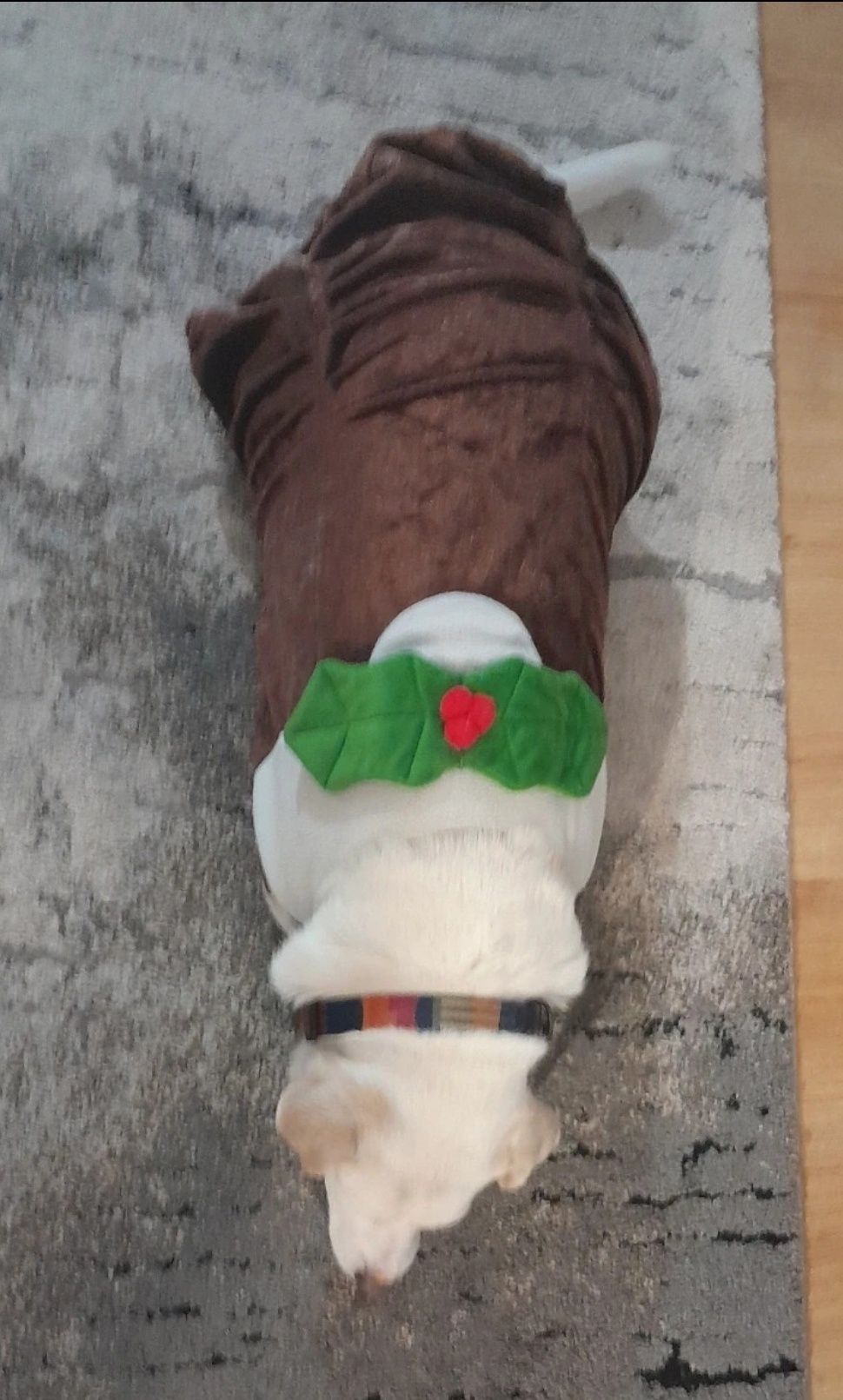 Świąteczne ubranko dla psa średniego/dużego rozm L Christmas Pet World