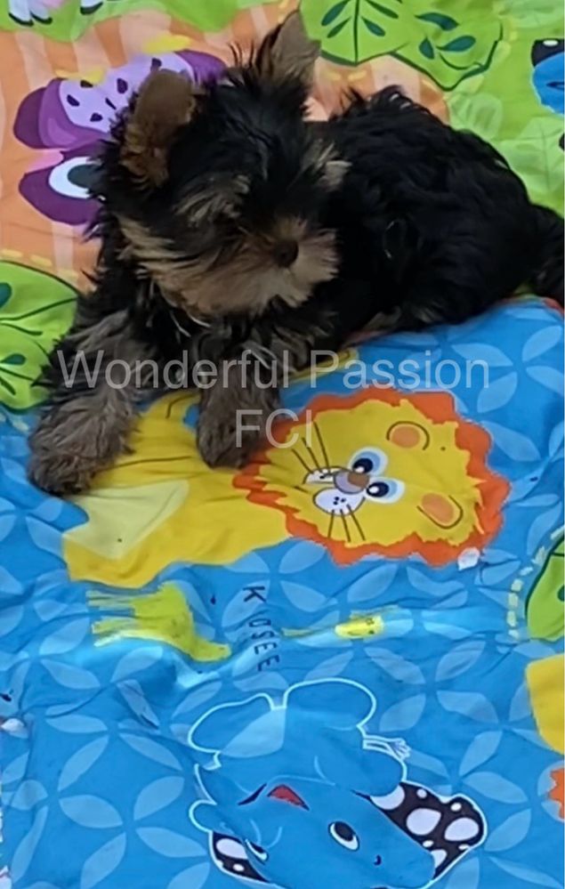 Yorkshire terrier ZKwP FCI