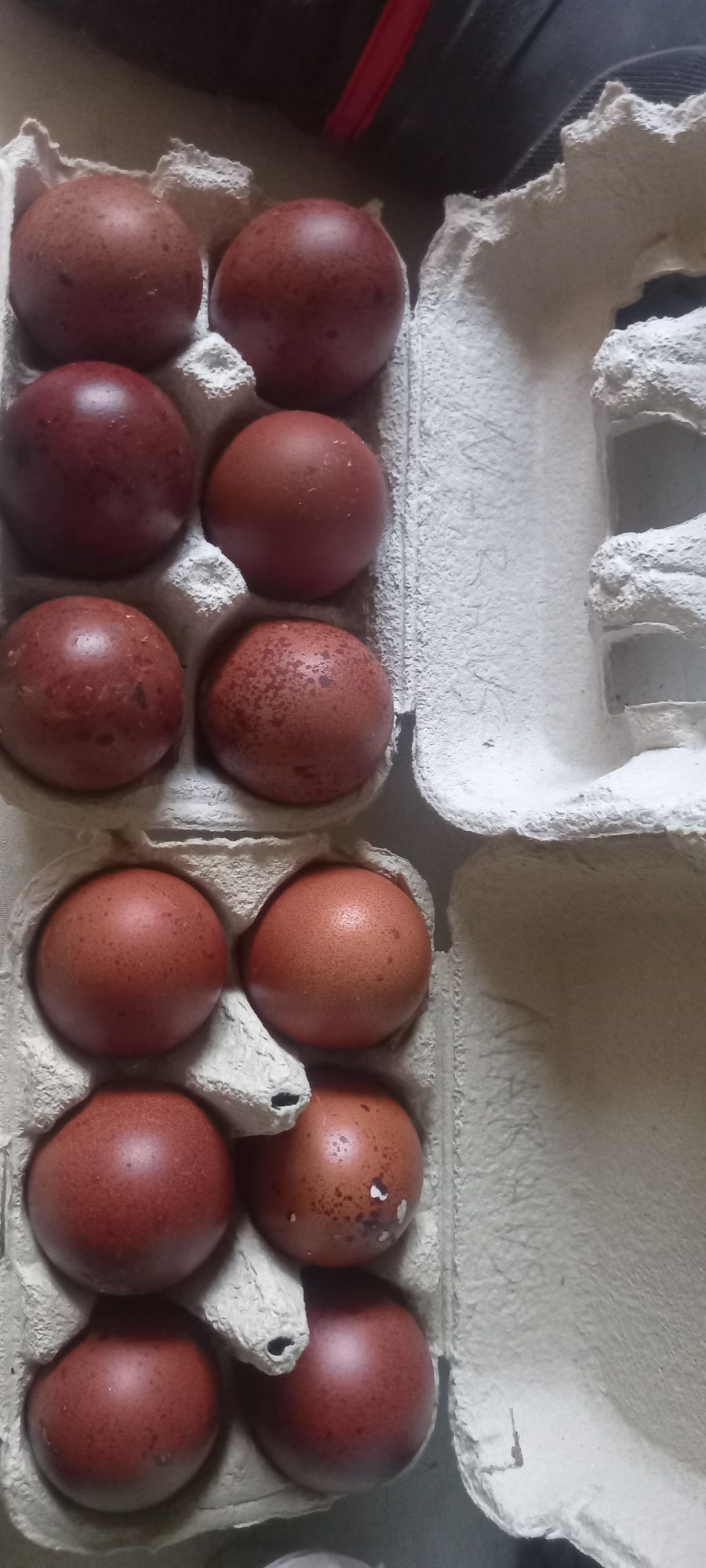 Ovos galados de várias raças de galinhas
