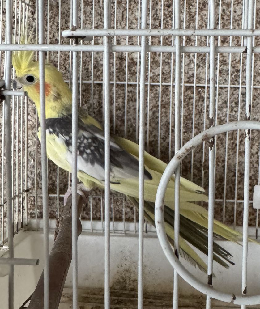 Caturra  Amarela