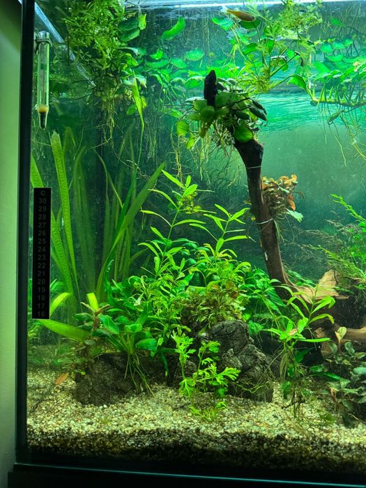 Rośliny akwariowe anubias i inne