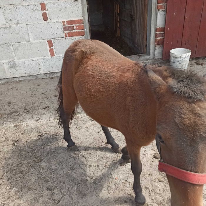 Kuc  5 miesięcy bardzo ładna Klaczka Paszport