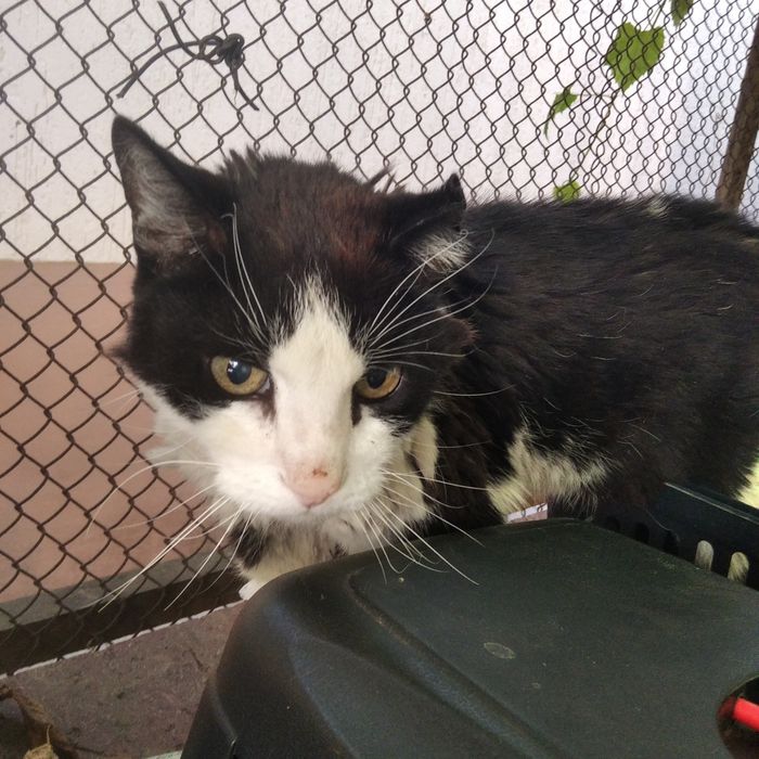 Знайшли кота на ж/м Перемога.