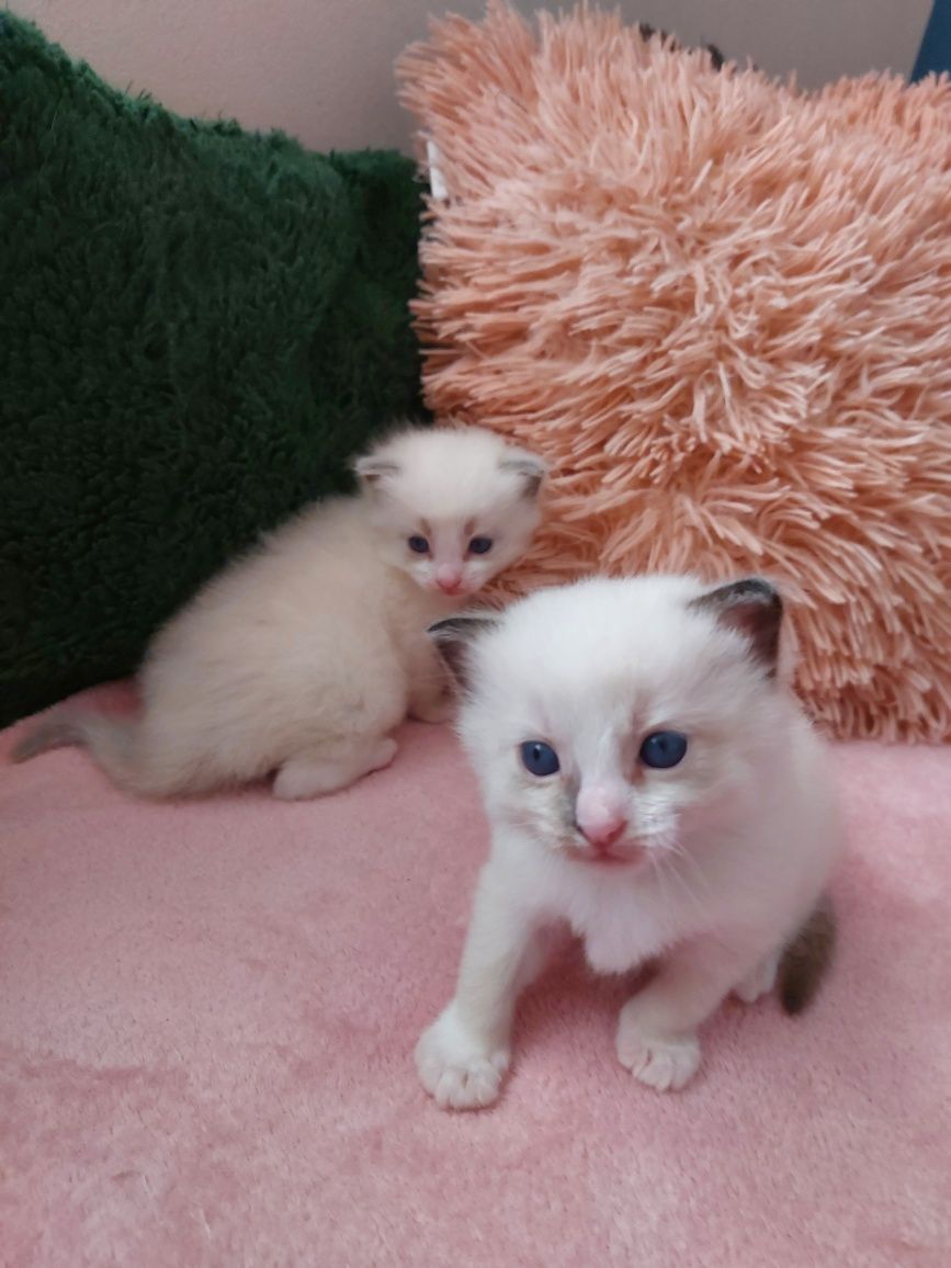 Miot U  Ragdoll do rezerwacji