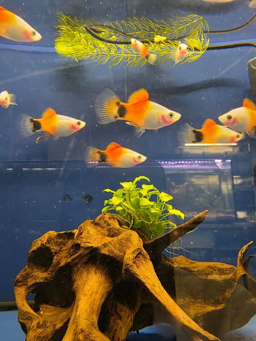 Rybki do akwarium - Platka Mickey Mouse