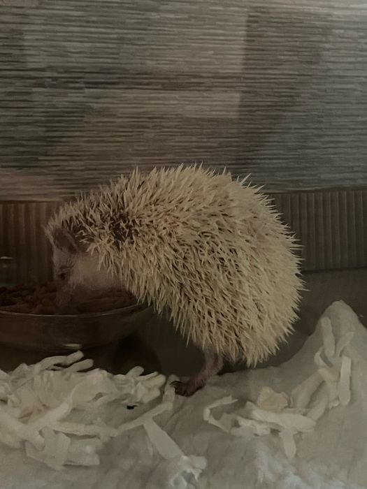 Jeż pigmejski z terrarium i przyborami