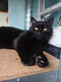 Черный кот Честер, 1,5 года, кастрирован