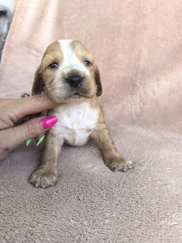 Śliczny szczeniak cocker spaniel