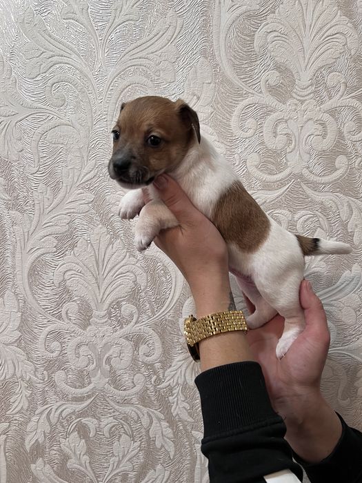 Маленькі цуценятка