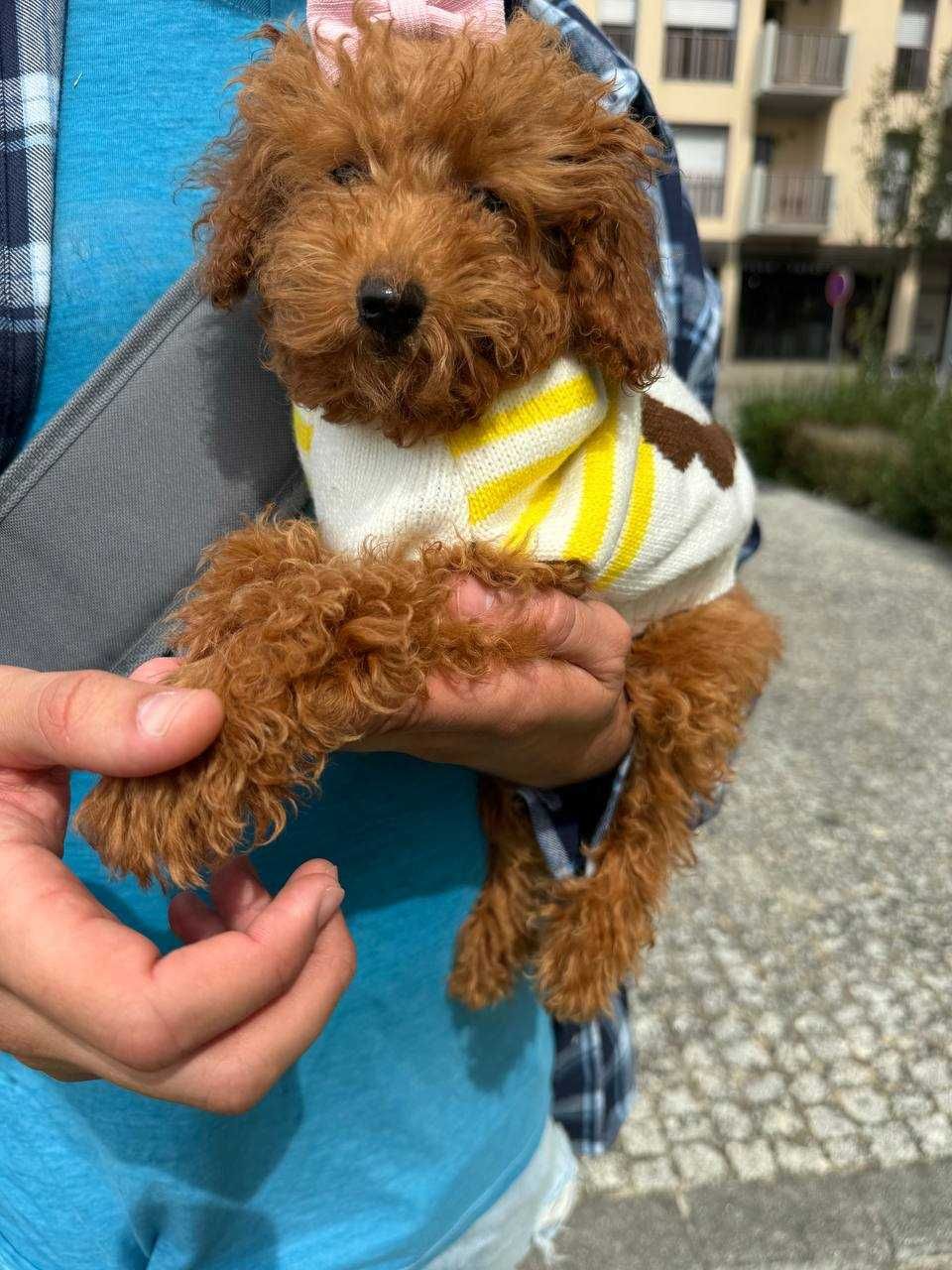 Vou vender uma cadelinha de raça caniche toy, com 3 meses
