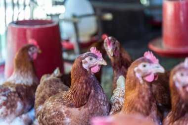 Яйця в інкубaтоp - ЛЕГОpН