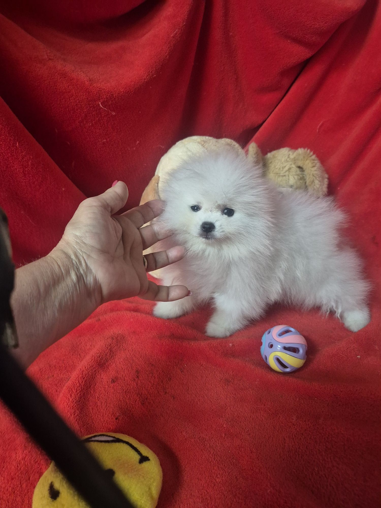 Spitz Alemão Anão  Mini Com LOP e Afixo Criadora Registada PT 308
