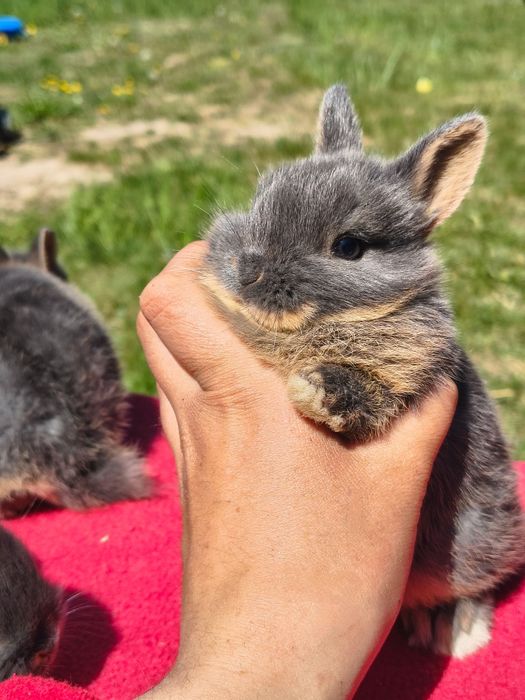 Króliki miniaturki karzełek niderlandzki
