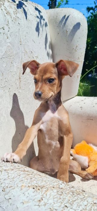 Macho pra adoçao responsavel