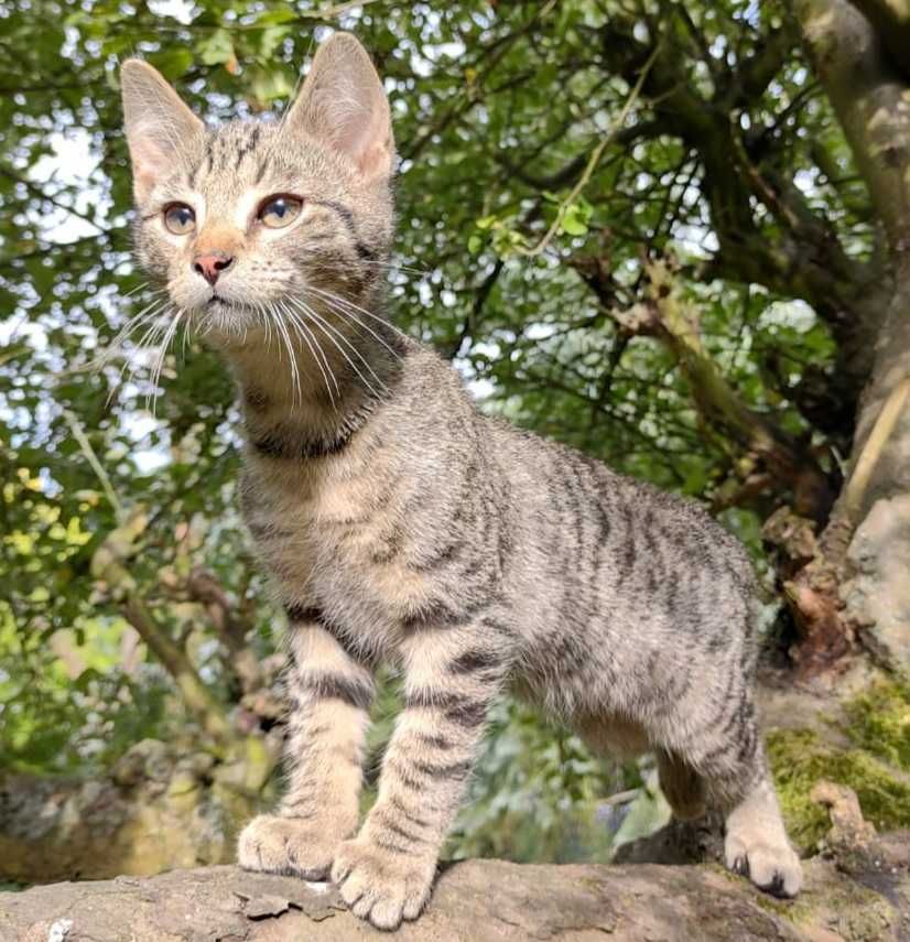 kotki do adopcji