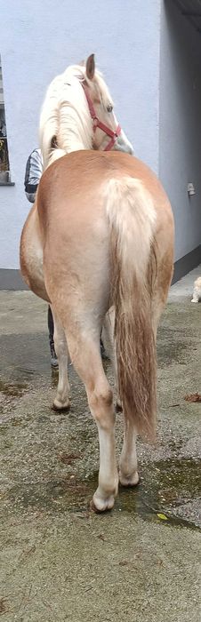 Przepiękna klacz haflinger (Rezerwacja)