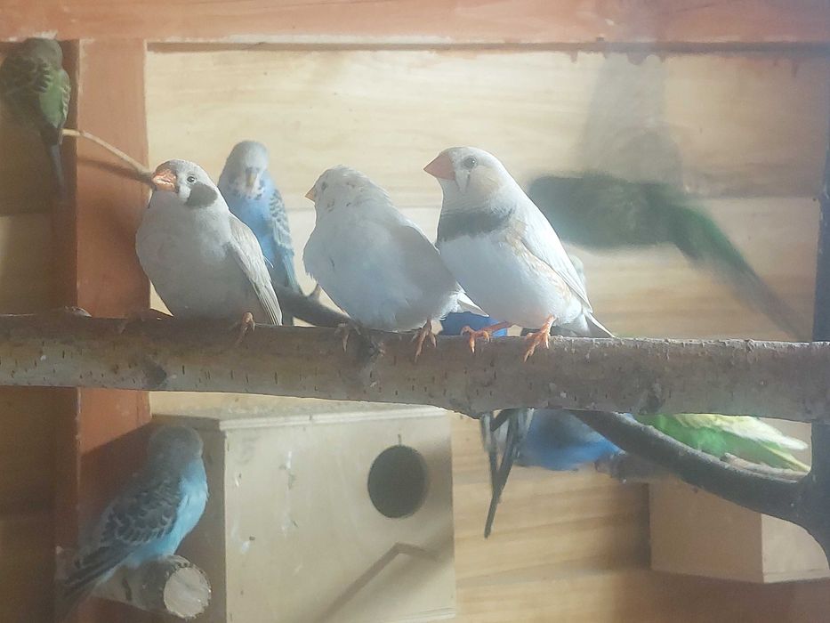 Zeberki rożne kolory