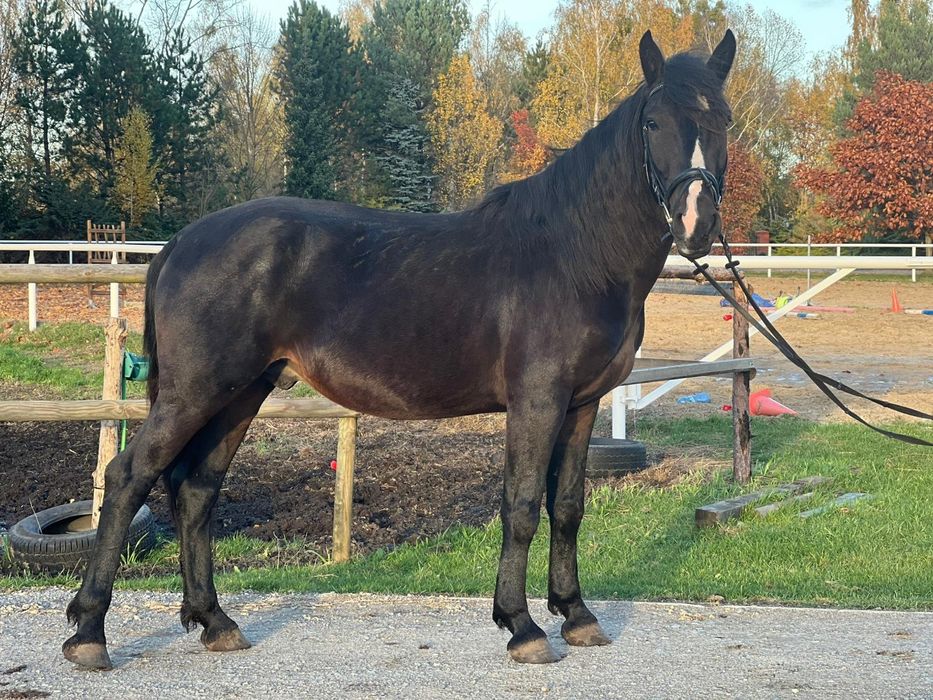 Kuc 4lata D grupa 147cm