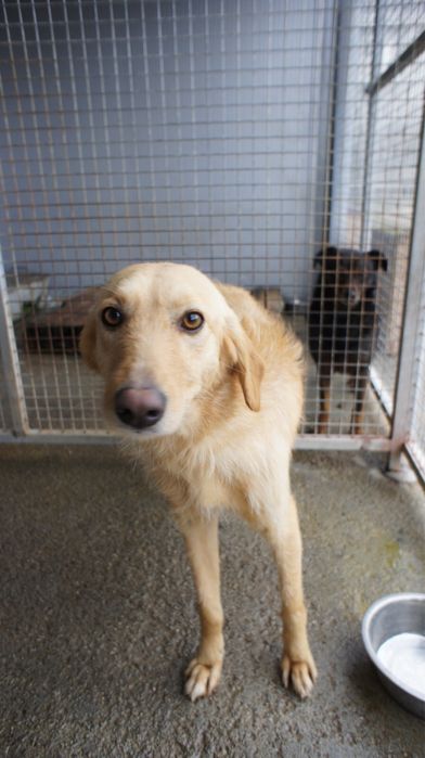 Rosinha cadela jovem porte medio muito meiga