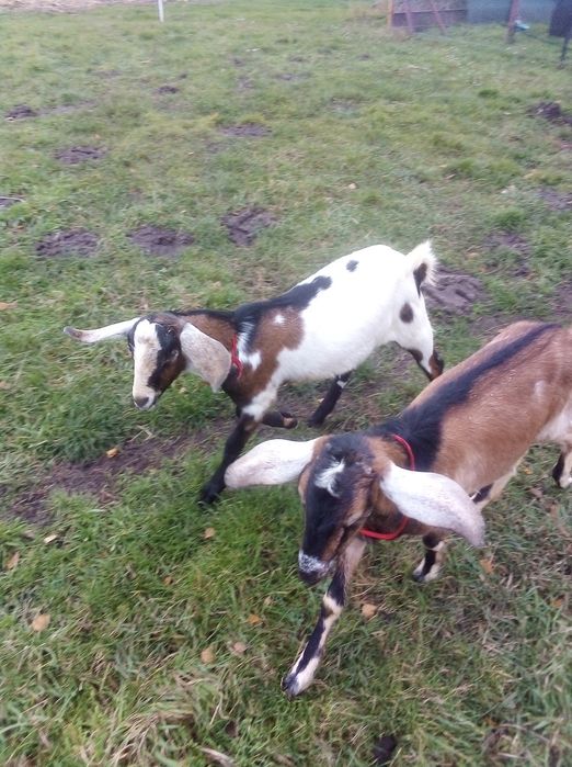 Kozioł Koziołek 80% an