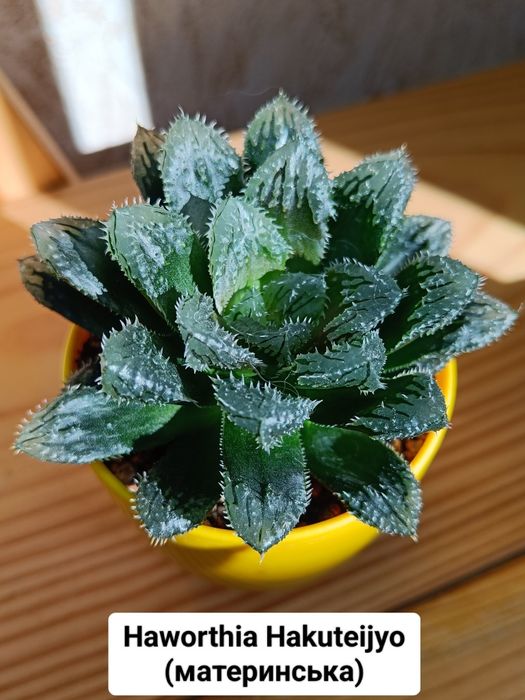 Хавортія Hakuteijyo