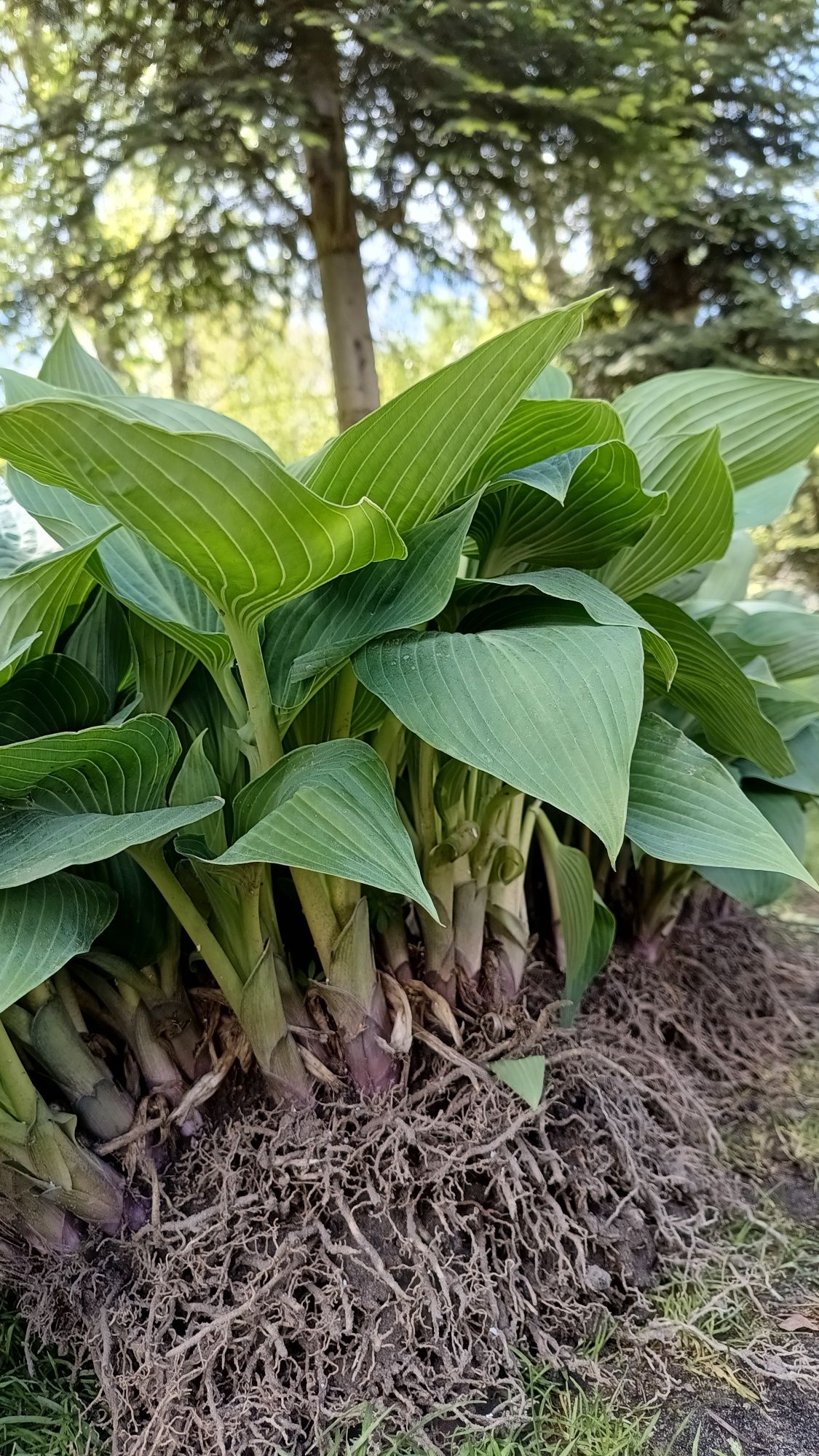 Hosta, Funkia, rośliny, byliny