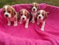 Szczenięta Beagle Tricolor