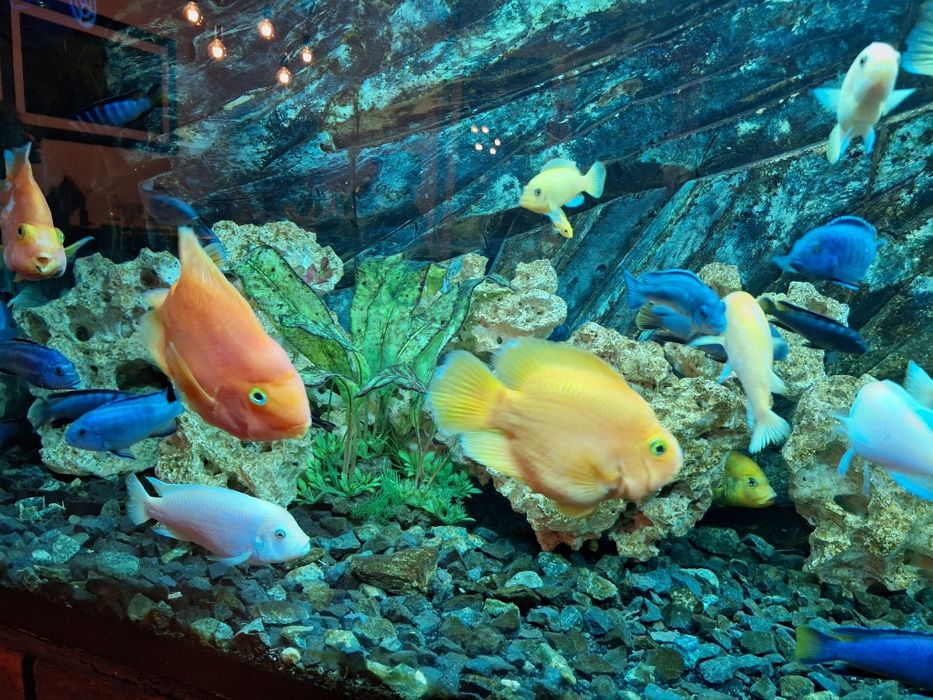 Pyszczaki stado ponad 100 szt zamiana napaletki