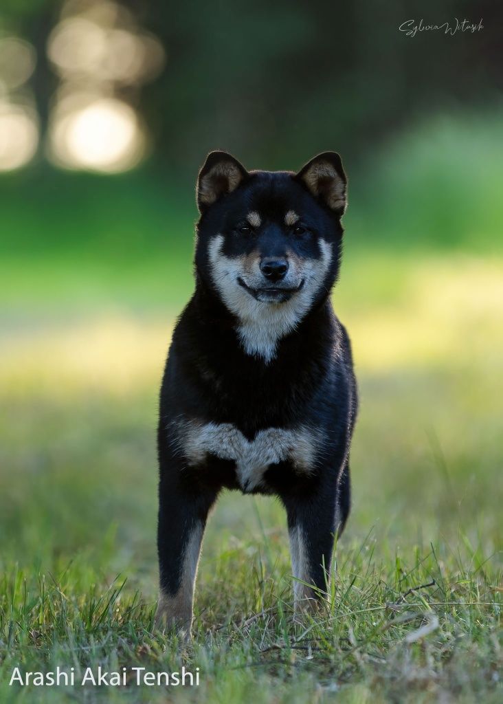 Shiba Inu czarny podpalany śliczny chłopiec