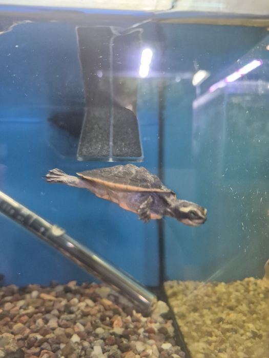 Żółw wodno lądowy emydura subglobosa Kraków