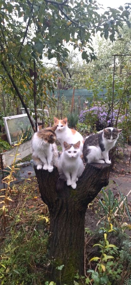 Молоді котики, кошенята, кішечки шукають люблячу родину. Дачні! Зима..