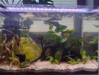 Akwarium zestaw 60x30x40
