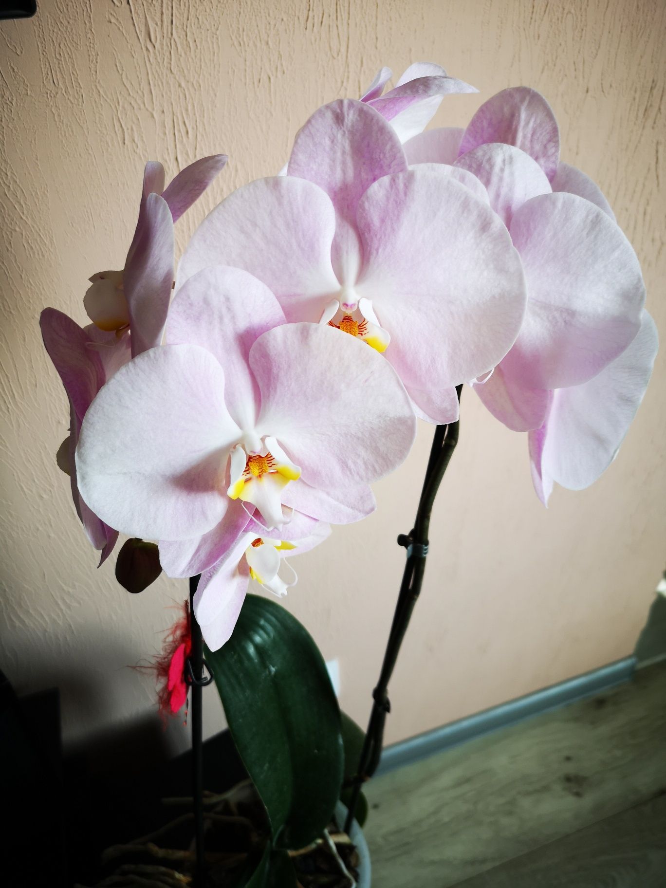 Орхідея ніжно рожева