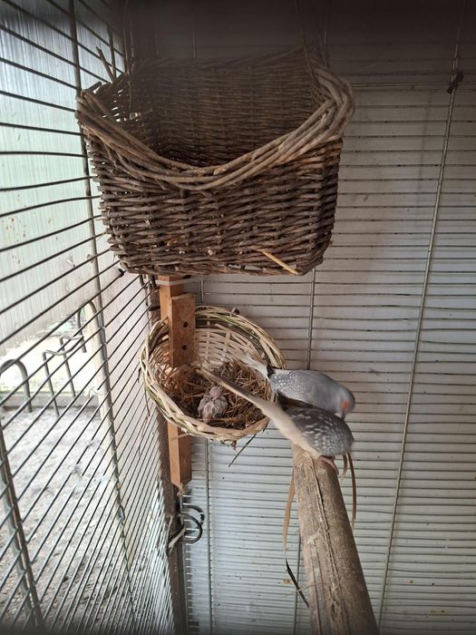 Kury , kaczki , gołąbki diamentowe zmienią woliere