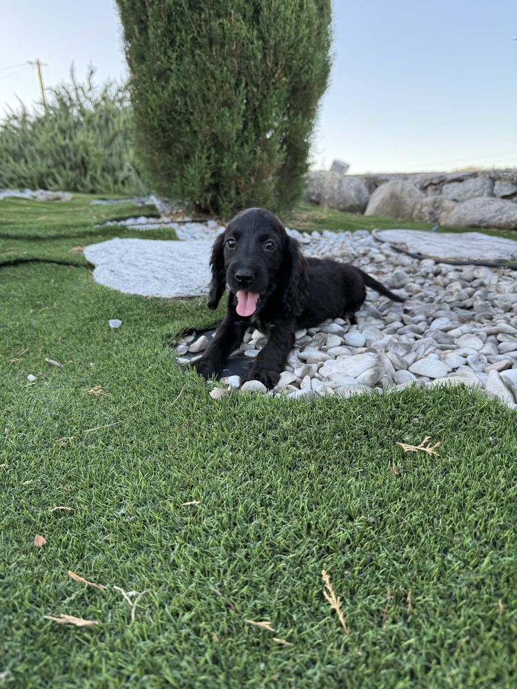 Cocker spaniel  menina