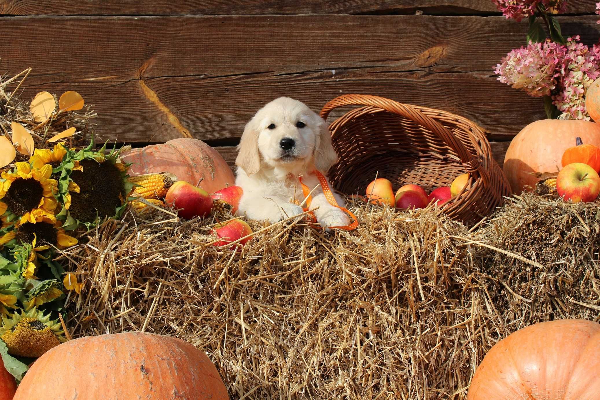 Golden retriever Zkwp gotowy do odbioru